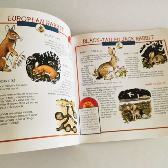 Take Along Guide Rabbits, Squirrels & Chipmunks Book, Fun with Nature Kids book - Picture 7 of 9